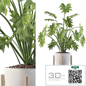 Plants collection 094 - philodendron xanadu