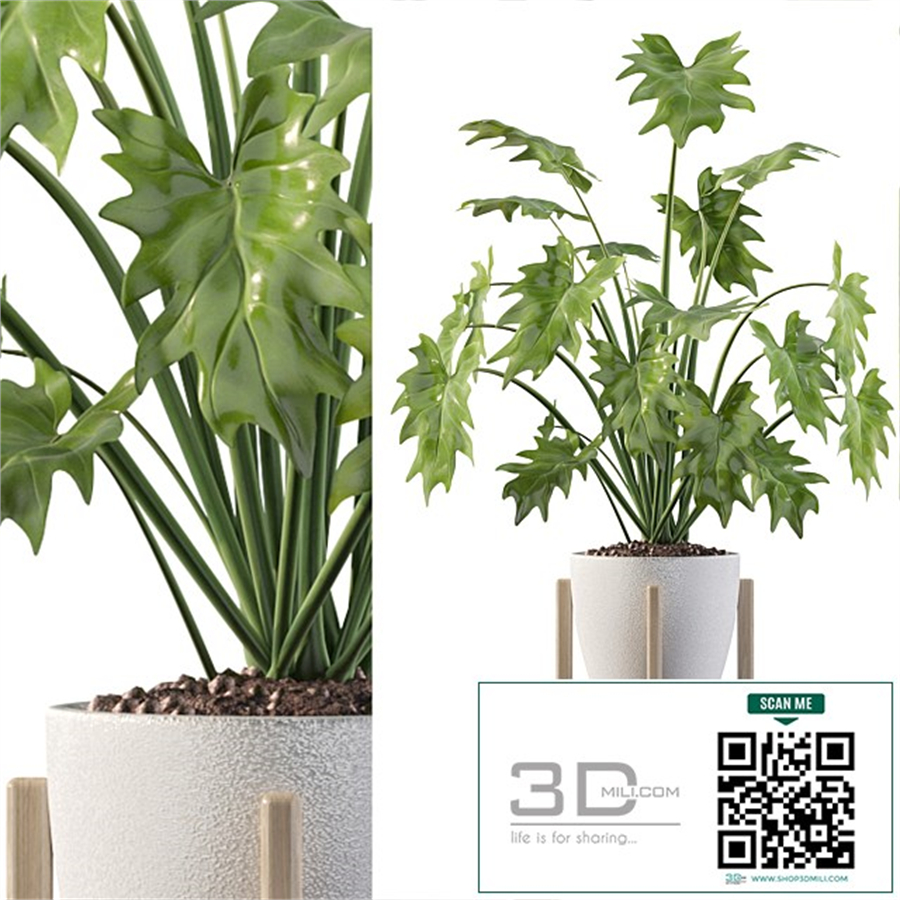 Plants collection 094 - philodendron xanadu