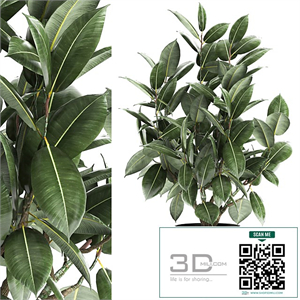 Decorative lush small tree with leaves in a black pot Ficus rubberiferous, robusta, elastic . 852.