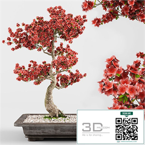 Sakura Bonsai Tree 02