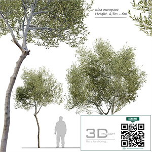 Olea europaea (Olive tree)