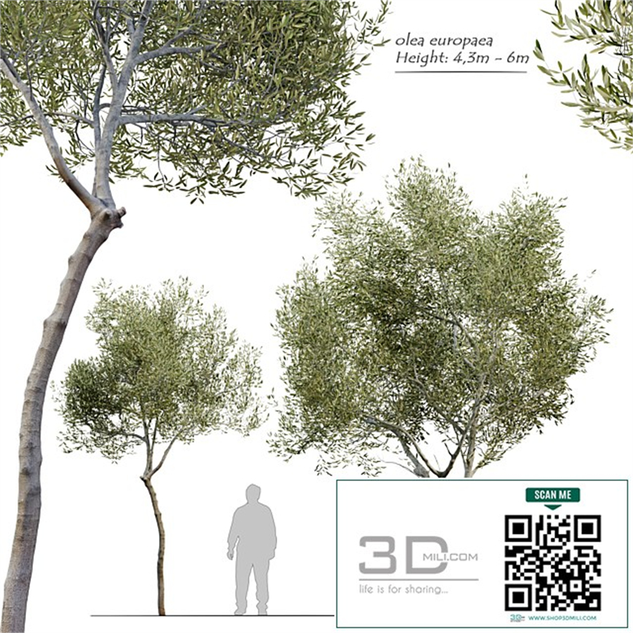Olea europaea (Olive tree)
