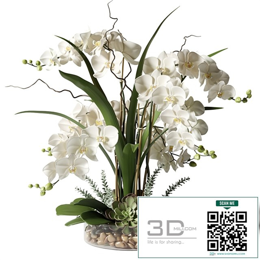 White orchids in a glass vase with stones