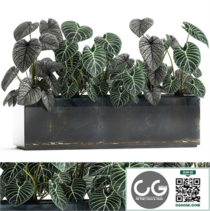 Exotic Anthurium clarinervium flower in a metal pot flowerbed. 889.