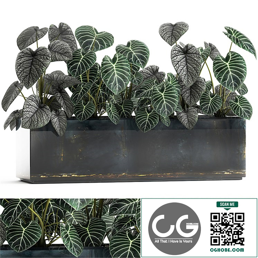 Exotic Anthurium clarinervium flower in a metal pot flowerbed. 889.