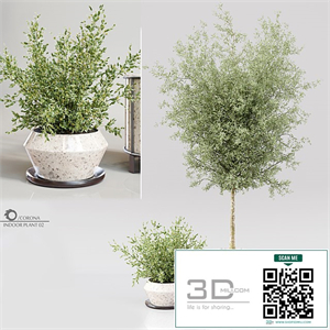 Indoor Plant 02