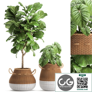 Collection of plants in wicker baskets with Ficus lyrata tree, Philodendron. Set 893.