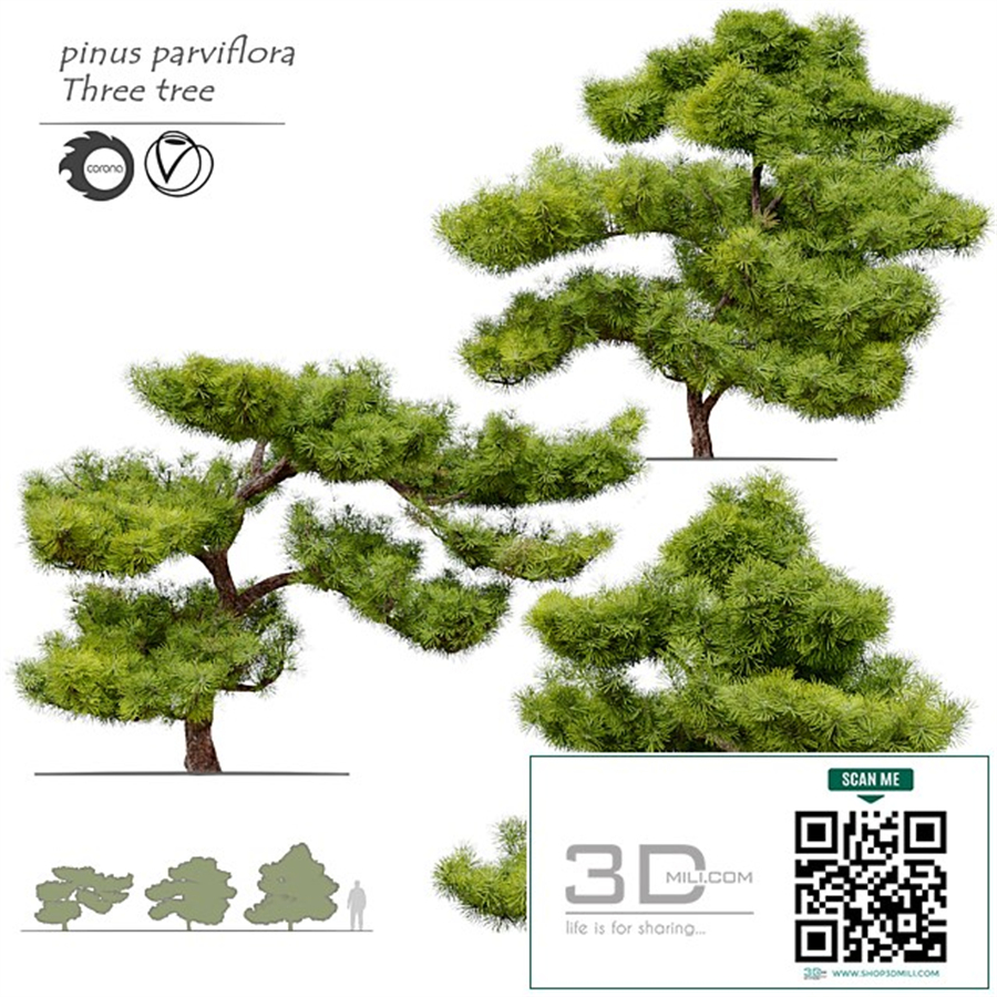 pinus parviflora