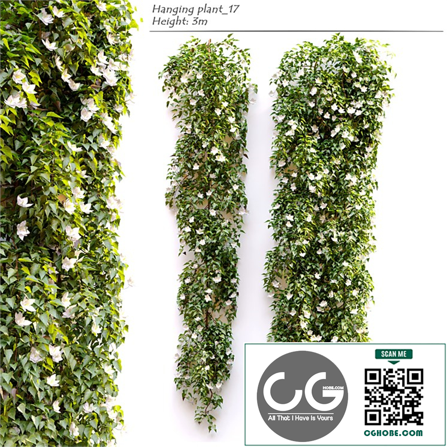 Hanging Plant 17