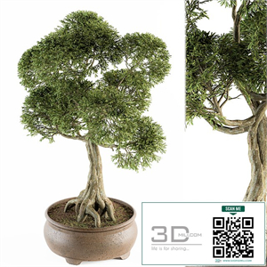 Bonsai broadleaf - indoor plants Set 208