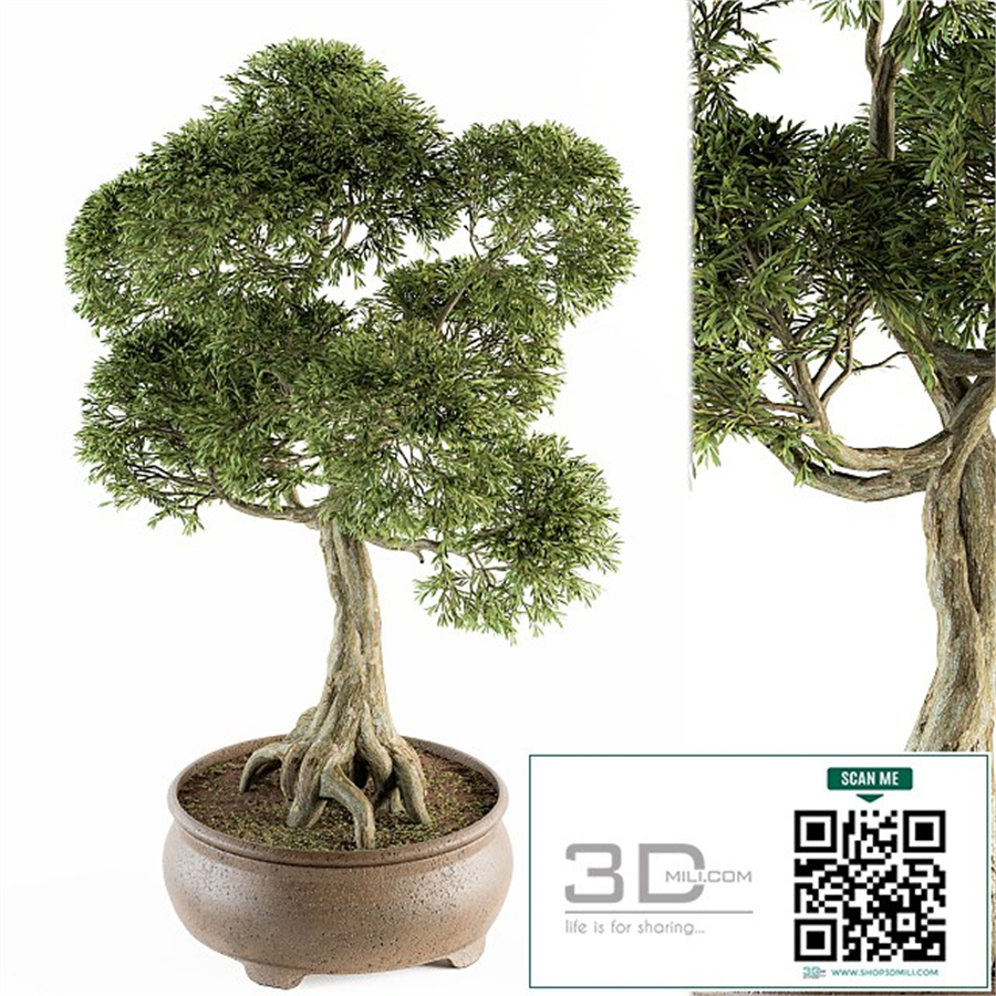 Bonsai broadleaf - indoor plants Set 208