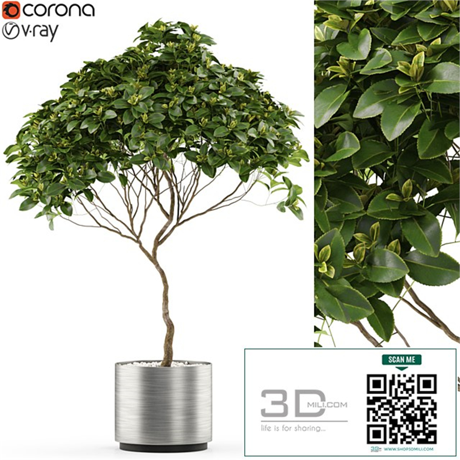 Plants collection 503