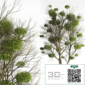 Tree with Mistletoe