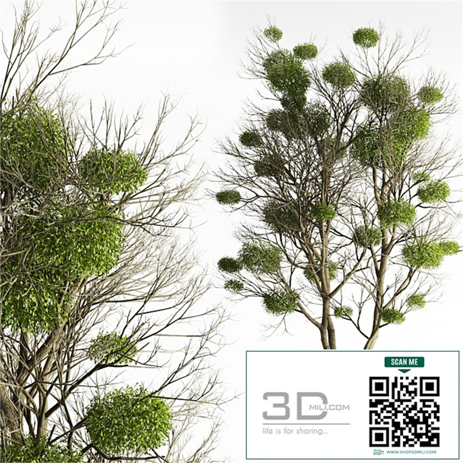 Tree with Mistletoe