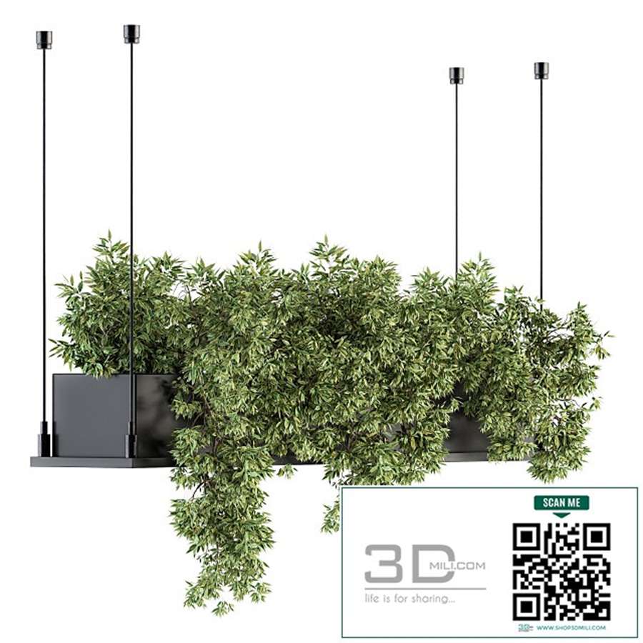 indoor Plant Set 217 - Hanging Plant Box