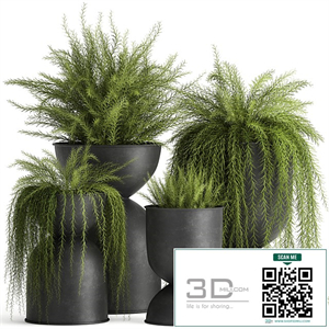 Collection of plants in metal black pots with Asparagus flower, hanging plants. Set 945.
