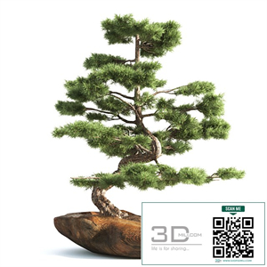 bonsai03