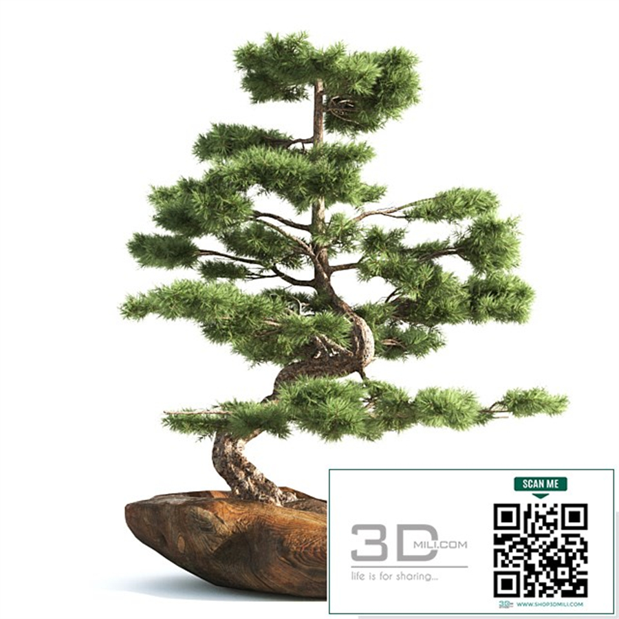 bonsai03