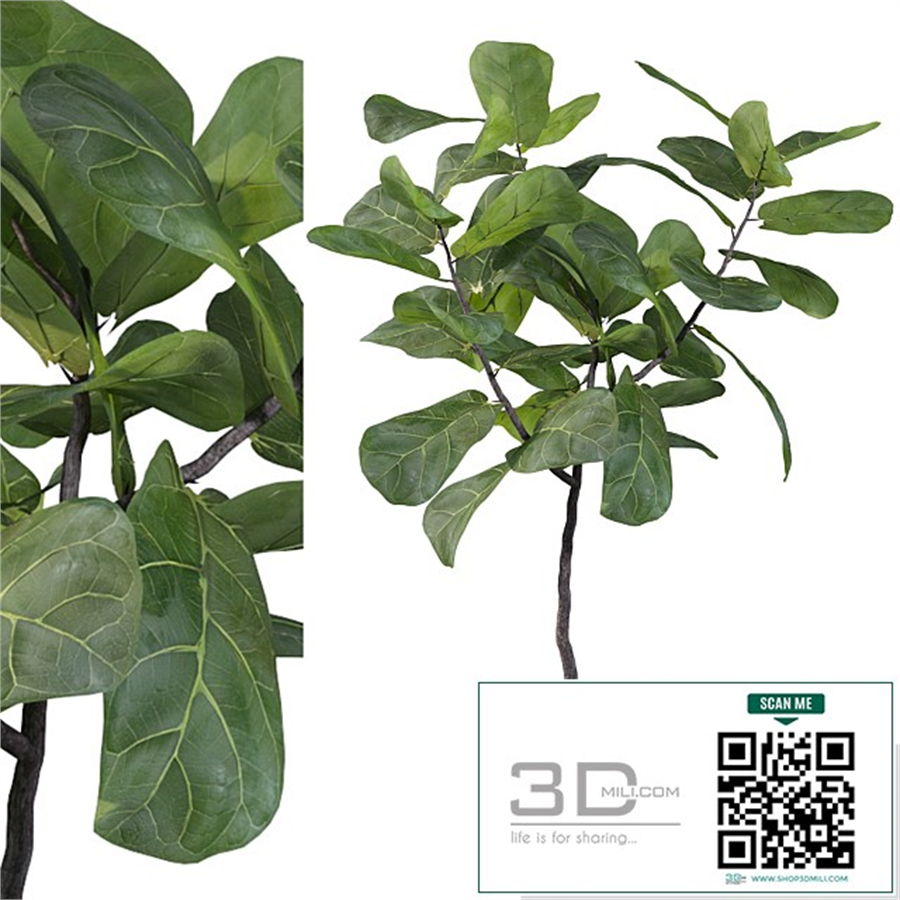 Plants collection 101 - ficus lyrata