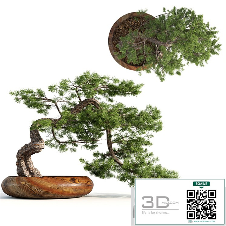 bonsai04