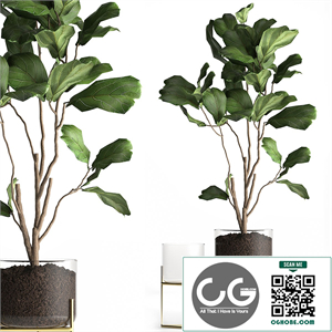 Decorative tree Ficus lyrata in a glass pot zara home. Set 958.