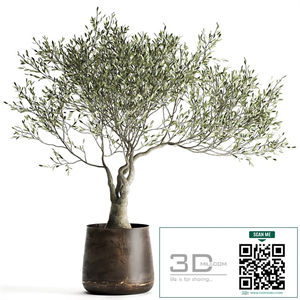 A small olive tree in a rusty metal pot and flowerpot. 969.
