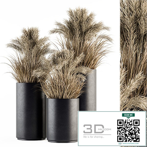 indoor Plant Set 224 -Big Pampas
