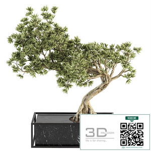 indoor Plant Set 225 - Bonsai Plant