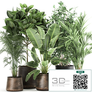 Collection of plants in metal pots and vases Strelitzia, Ravenala, Banana palm, hovea, ficus, tree Set 978.