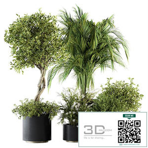 indoor Plant Set 222 - Plant Set in pot