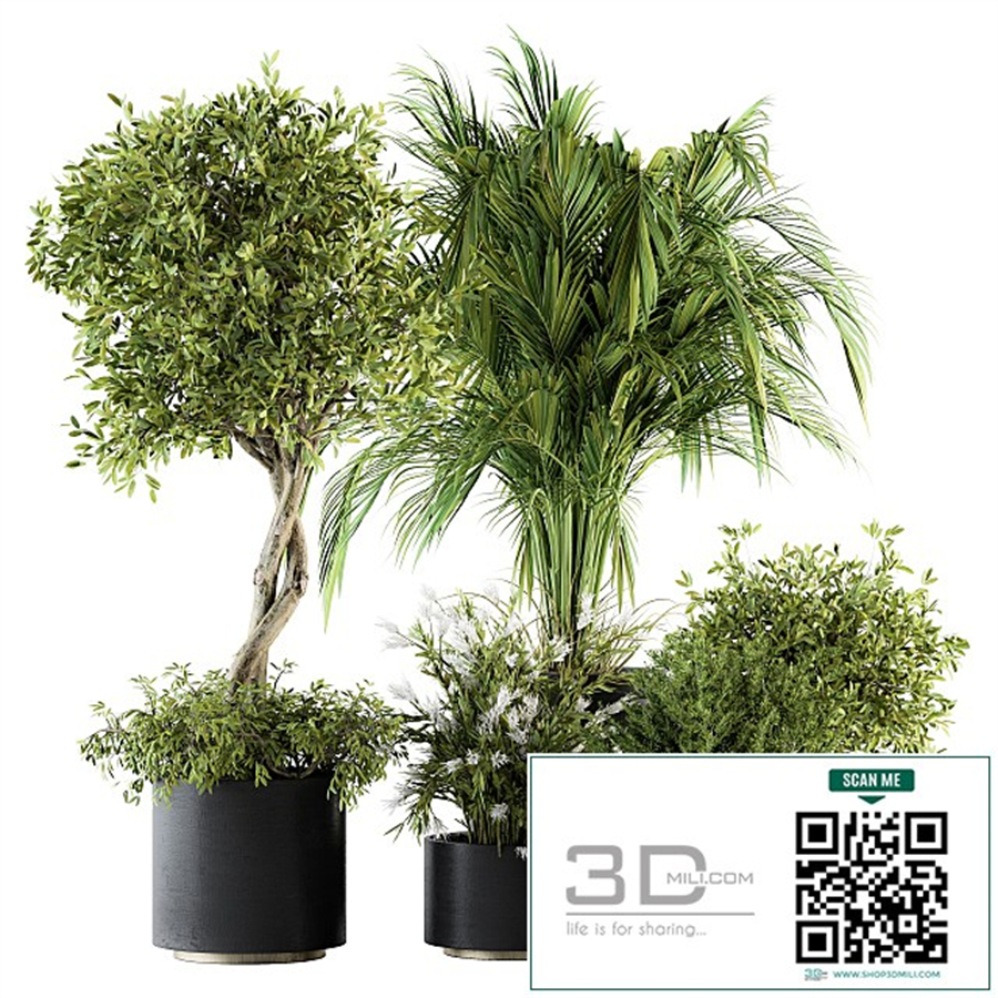 indoor Plant Set 222 - Plant Set in pot