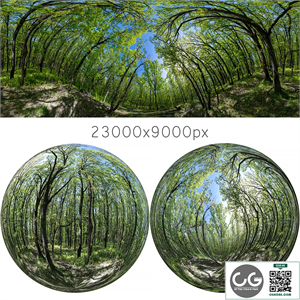 HDRI map from oak forest