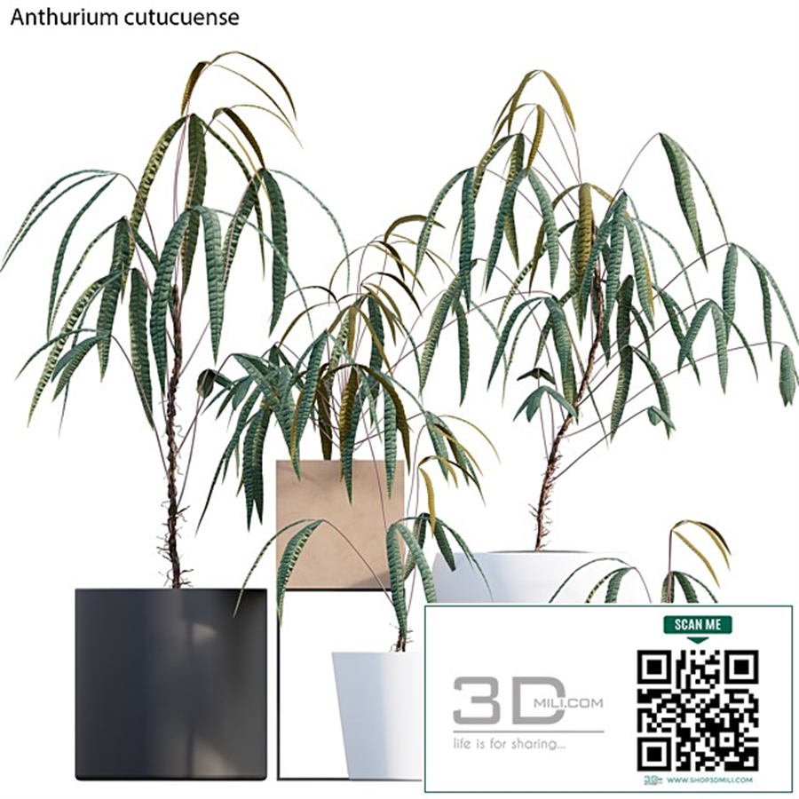 Anthurium cutucuense