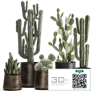 Collection of Cacti plants in metal rusty pots of Prickly pear, Carnegie, round cactus. Set 992.
