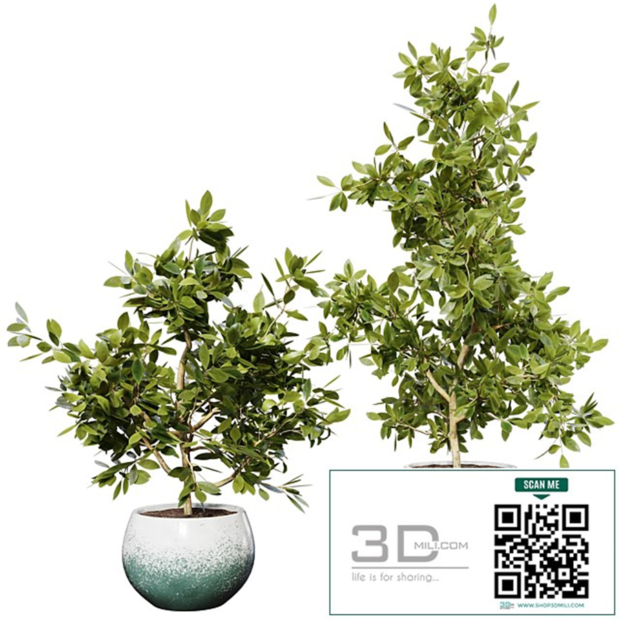 Plant 01