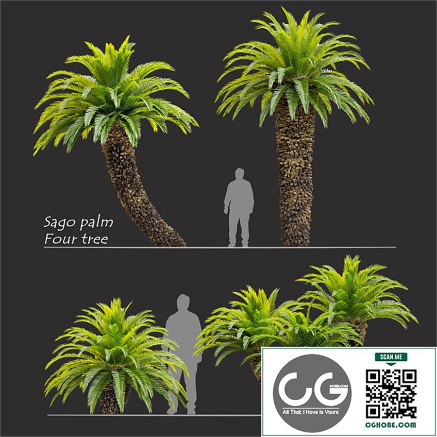 Sago palm