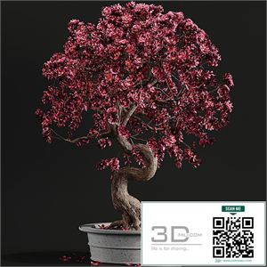 Bonsai plant