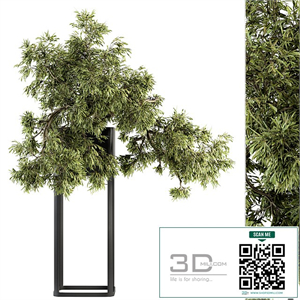 indoor Plant Set 237 - Bonsai in Pot
