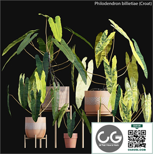 Philodendron billietiae - Croat