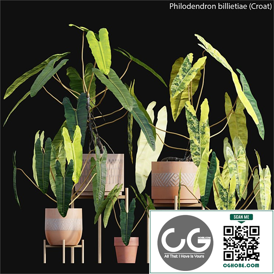 Philodendron billietiae - Croat
