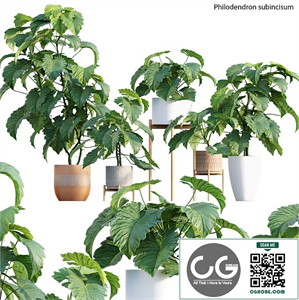 Philodendron subincisum