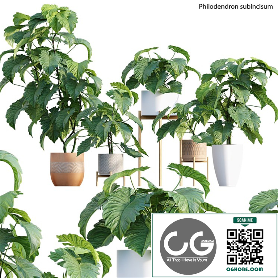 Philodendron subincisum
