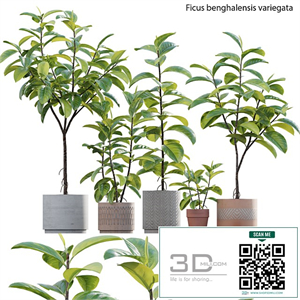 Ficus benghalensis