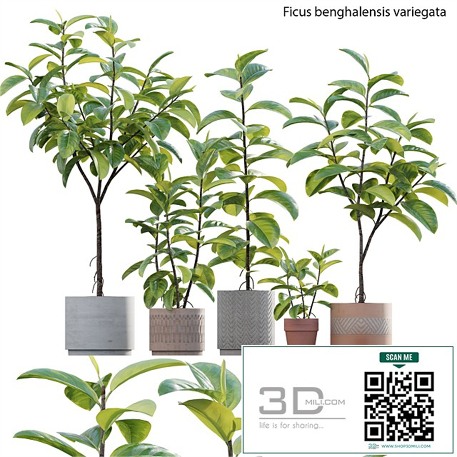 Ficus benghalensis