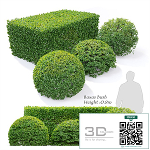Buxus