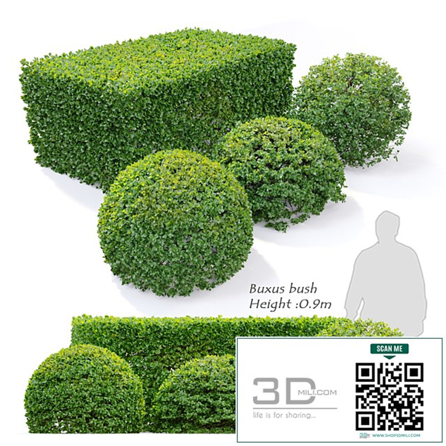 Buxus