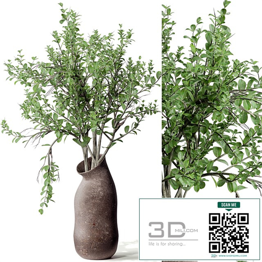 Indoor plant 02