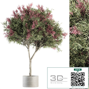 Outdoor Plant Set 265 - Crape Myrtle in Pot