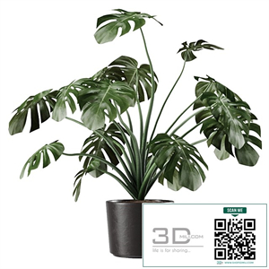 Monstera Deliciosa Vase Plant