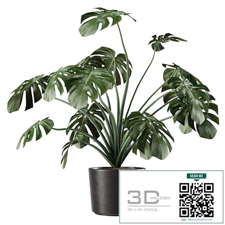 Monstera Deliciosa Vase Plant